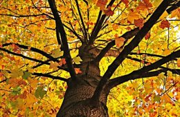 Visuel du podcast : Les feuilles tombent, pas le RAP(nouveautés Automne) — Sweet Caroline #59