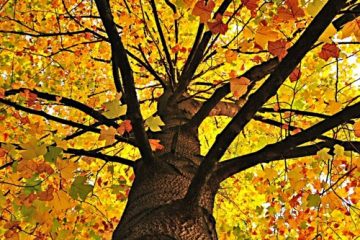 Visuel du podcast : Les feuilles tombent, pas le RAP(nouveautés Automne) — Sweet Caroline #59