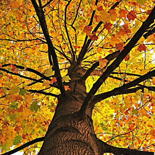 Visuel du podcast : Les feuilles tombent, pas le RAP(nouveautés Automne) — Sweet Caroline #59